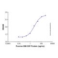 Recombinant Porcine GM-CSF Protein