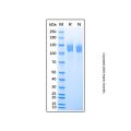 Recombinant Mouse Leptin R Protein