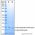 Recombinant Mouse OX40 Ligand/TNFSF4 Protein