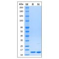 Recombinant Human β2-microglobulin Protein