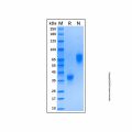 Recombinant Human BCMA/TNFRSF17 Protein