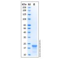 Recombinant Human CASP-1 Protein