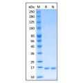 Recombinant Human CD40 Ligand/TNFSF5 Protein