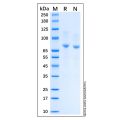 Recombinant Human E-Cadherin Protein