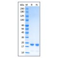 Recombinant Human Cofilin Protein