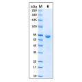 Recombinant Human Hsp60 Protein