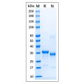 Recombinant Human iNOS Protein