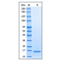 Recombinant Human TSLP Protein