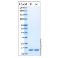 Recombinant Human IL-36Ra/IL-1F5 Protein