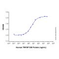 Recombinant Human BAFF/BLyS/TNFSF13B Protein