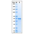 Recombinant Human alpha Tubulin Protein
