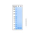 Recombinant Human CD133 protein