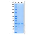 Recombinant Human NeuN Protein