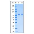 Recombinant Human Grp75/MOT Protein