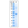 Recombinant Human c-Fos Protein