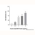 Recombinant Human EpCAM/TROP1 Protein