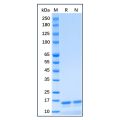 Recombinant Human UbcH5a/UBE2D1 Protein