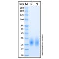Recombinant Human IL-22 Protein