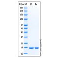 Recombinant Human IL-1ra/IL-1F3 Protein