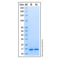 Recombinant Human CCL21/6Ckine Protein