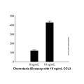 Recombinant Human CCL3/MIP-1 alpha Protein