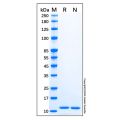 Recombinant Human CCL11/Eotaxin Protein