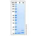 Recombinant Human CXCL1/GRO alpha Protein