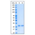 Recombinant Human Bcl-XL Protein