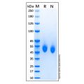 Recombinant Canine CD4 Protein