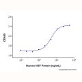 Recombinant Human HGF Protein