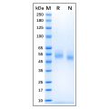 Recombinant Canine CD14 Protein