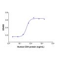 Recombinant Human CD4 Protein
