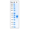 Recombinant Feline CD14 Protein