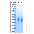 Recombinant Feline CD4 Protein