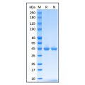 Recombinant E.coli Maltose Binding Protein