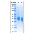 Recombinant Bovine CD4 Protein