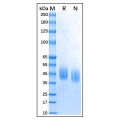 Recombinant Bovine CD64 Protein