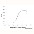 Recombinant Human ACE-2 Protein