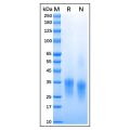 Recombinant Feline CD8 alpha Protein