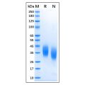 Recombinant Feline CD16 Protein