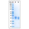 Recombinant Bovine CD16 Protein