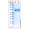 Recombinant Feline CD56 Protein