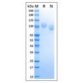 Recombinant Canine CD56 Protein