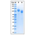 Recombinant Bovine CD56 Protein