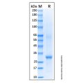 Recombinant Feline CD19 Protein
