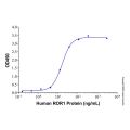 Recombinant Human ROR1 Protein