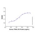 Recombinant Human TRAIL R2/TNFRSF10B Protein