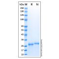 Recombinant Human NDUFA9 Protein