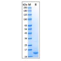 Recombinant Human COX2 Protein