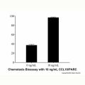 Recombinant Human CCL18/PARC Protein